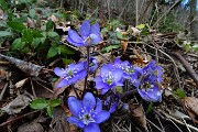15 Hepatica nobilis violacea